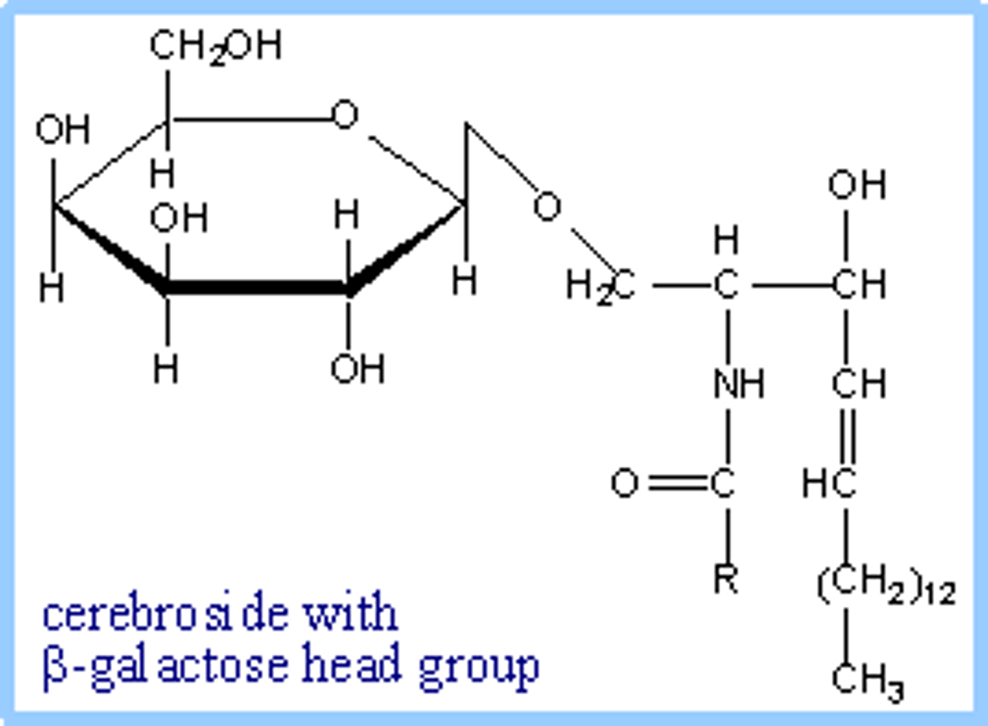 <p>a sphingolipid with a head group composed of sugars, including cerebrosides and globosides</p>