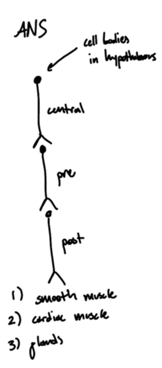 <p>hypothalamus</p>