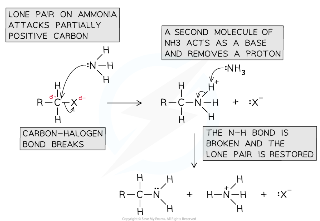 <ul><li><p>Conditions: warm, Ethanolic and excess</p></li><li><p>Reaction mechanisms: Nucleophillic substitution</p></li><li><p>Form: Amine</p></li><li><p>Reagent: Ammonia</p></li><li><p>Nucleophile: :NH<sub>3</sub></p></li><li><p>KEY: N is unstable when having 4 bonds so needs to react again</p><ul><li><p>THE POSITIVE CHARGE ON THE INTERMEDIATE IS ON THE NITROGEN</p></li></ul></li></ul><p></p>