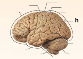 <p>Identify the structure labeled <strong>“h”</strong> in the image.</p>