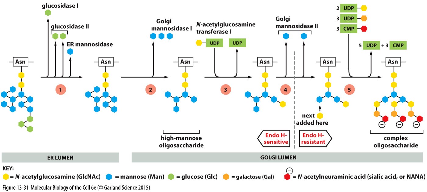 N-linked oligosaccharide is modified in the ER and the Golgi

* goes through a series of enzymes, all the way through the Golgi
* **resident glycosylases** are each concentrated in a specific cisterna
* the order of modifications is important, at the end the final patterns all look different