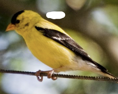 <p>What Bird is this? and gender</p>