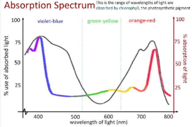 <p>combination of all absorption spectra of all pigments in chloroplasts</p><p></p>