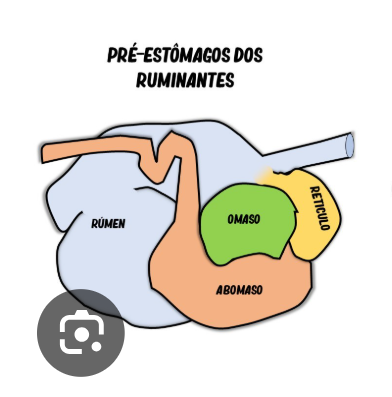 <ol><li><p>Sofre rotações iguais às do estômago simples</p></li><li><p>Surgem, na curvatura dorsal:</p><ul><li><p>os botões ruminais</p></li><li><p>o botão do retículo </p></li><li><p>os primórdios do omaso e abomaso</p></li></ul></li><li><p>Sofre mais duas rotações que posicionam:</p><ul><li><p>o rúmem e reticulo → esquerda</p></li><li><p>Omaso e abomaso → direita</p></li><li><p><strong>Retículo</strong> → cranialmente, junto ao diafragma</p></li><li><p><strong>Abomaso</strong> → ventral e à direita</p></li></ul></li></ol><p></p>