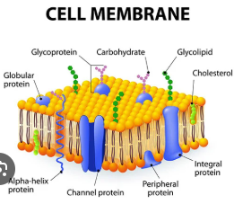 <p>What is plasma membrane (cell membrane)?</p>