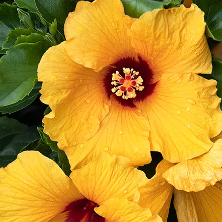 <p>Large, funnel-shaped flowers in various colors (white, yellow, red, pink), often with a showy central tube</p><p>Glossy, alternately arranged leaves, sometimes with toothed margins</p><p>Can grow from 5-6 feet tall, with tropical hibiscus.</p>