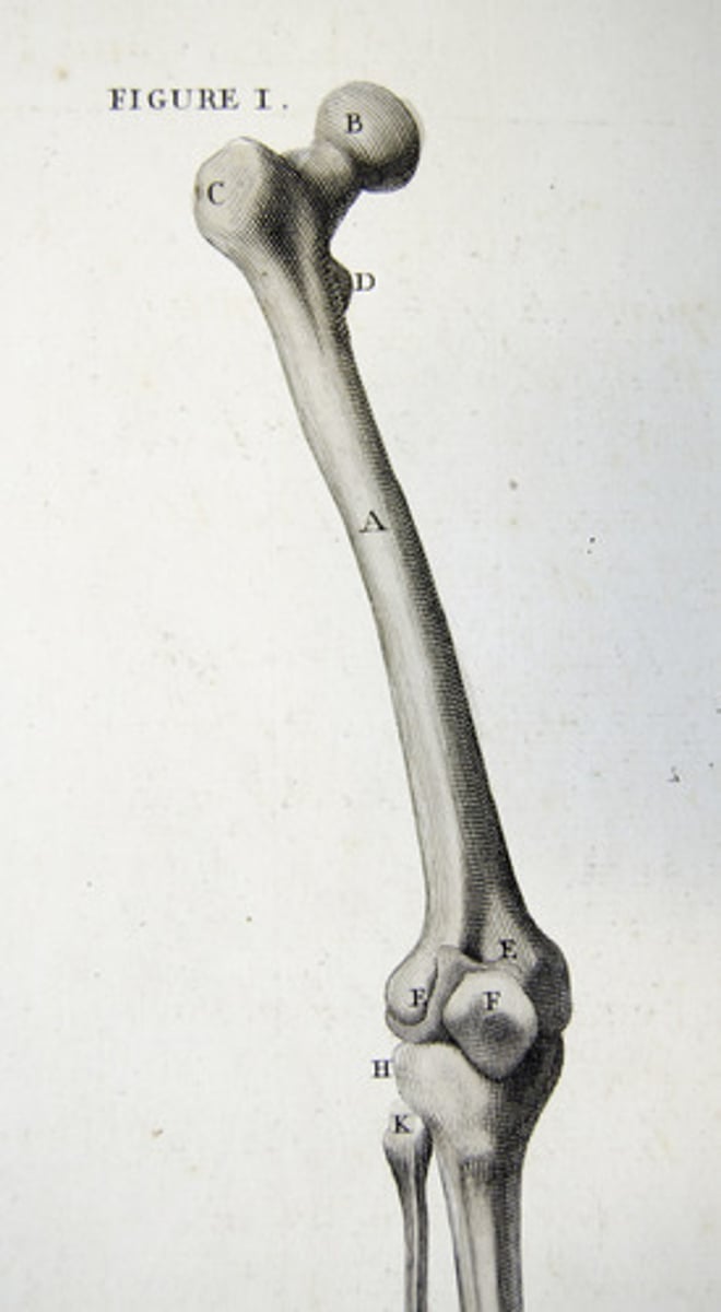 <p>bone / Xương (Đực) (l' thay le vì os bắt đầu bằng nguyên âm)</p>