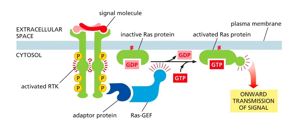 <ul><li><p><span><span>The broad context is </span><strong><span>growth factor signaling through receptor tyrosine kinases (RTKs)</span></strong><span>: an extracellular signal activates RTKs, which trans‑autophosphorylate, recruit adaptor proteins and Ras‑GEFs, switch </span><strong><span>Ras</span></strong><span> from GDP‑bound to GTP‑bound, and thereby launch intracellular signaling cascades that control cell proliferation, survival, or differentiation.</span></span></p></li></ul><p></p>