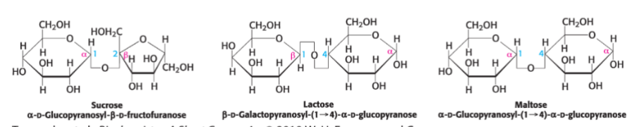 <ul><li><p>sucrase- sucrose (table sugar)</p></li><li><p>lactase- lactose (milk sugar)</p></li><li><p>maltase- maltose</p></li></ul>