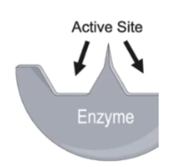 <p>Active Site</p>