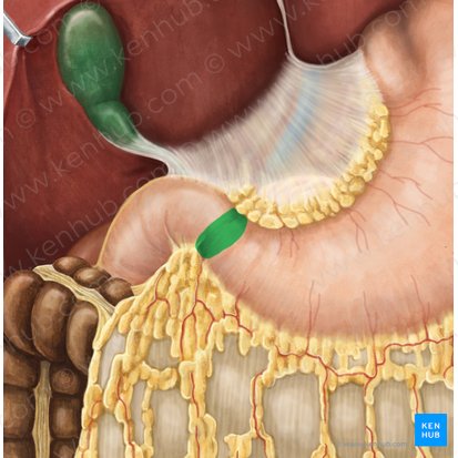 <p>The <strong><em><em></em></strong><strong><em></em></em></strong> is the valve that regulates the passage of chyme from the stomach to the small intestine.</p>