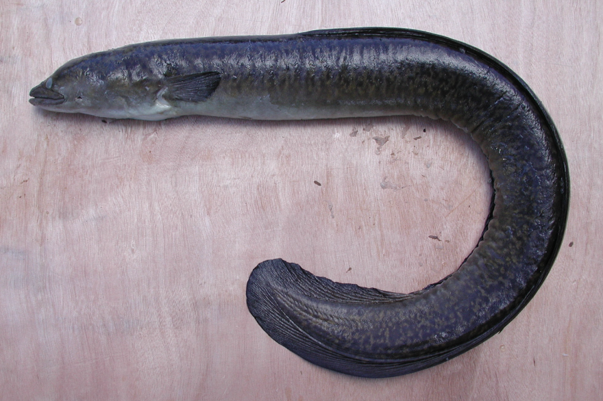 <p>Anguilliformes</p>