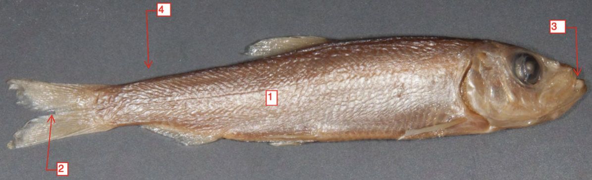 <p>!</p><p>phylum</p><p>subphylum</p><p>superclass</p><p>class</p><p>subclass</p><p>infraclass</p><p>order</p>