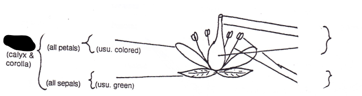 <p>Part of flower?</p>