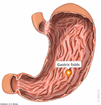 <p>The <strong><em><em></em></strong><strong><em></em></em></strong> are folds in the stomach lining that allow the stomach to expand when full and help in the mixing of food with gastric juices.</p>