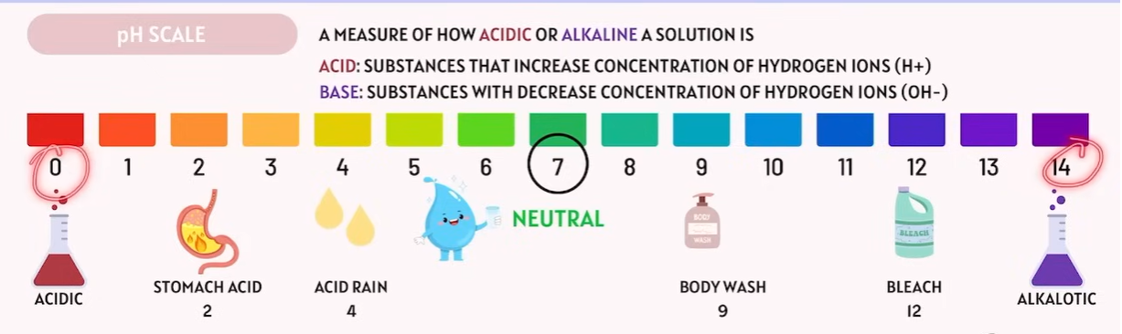 <p>Acids and Bases</p>