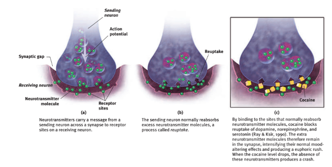 <p>Chemical messengers that cross the synaptic gap between neurons</p><p></p><p>When released by the sending neuron, they travel across the synapse and bind to receptor sites on the receiving neuron which influences whether or not the neuron will generate a neural impulse</p>