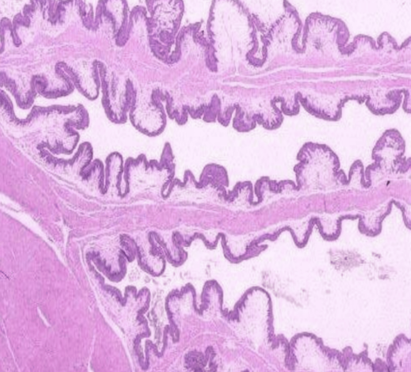 <p>which forestomach? why?</p>