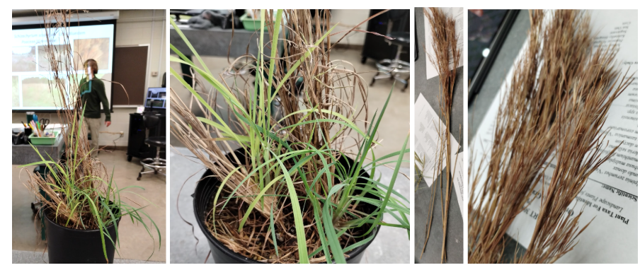 <p>Little Bluestem</p>