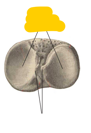 <p><span>quel est cette partie? du tibia (vue sup)</span></p>