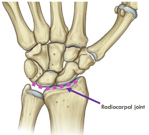 <p>Hand joint 1</p>