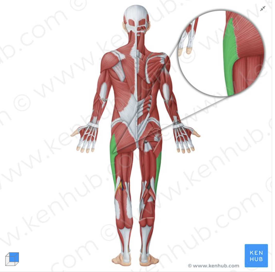 <p><br>origin: anterior superior iliac spine</p><p>insertion: lateral condyle of tibia</p>