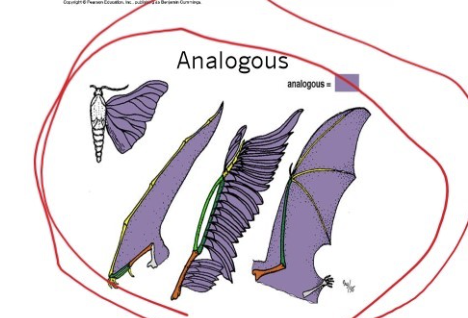 <ul><li><p>similar function</p></li><li><p>Do not reflect common ancestry</p></li><li><p>Not used in systematics </p></li><li><p> Are the outcomes of convergent evolution</p></li></ul><p></p>