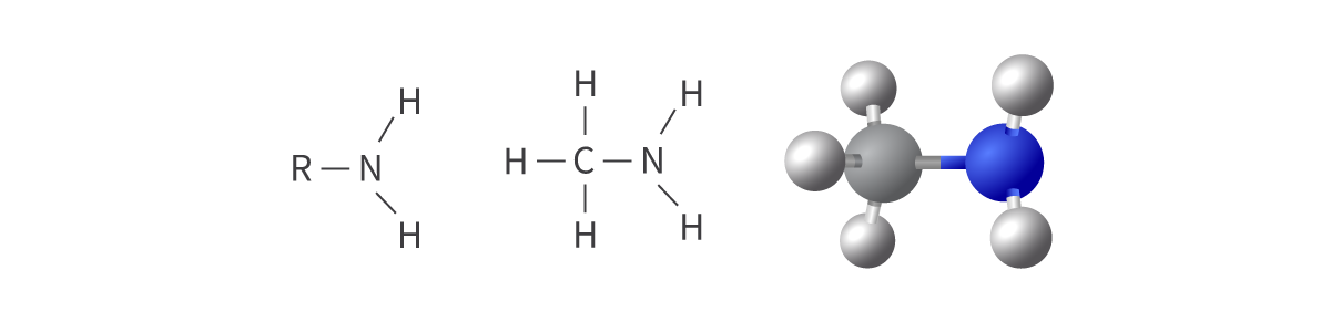 <ul><li><p>amino functional group</p></li><li><p>nitrogen atom bonded to hydrogen atoms or alkyl groups</p></li><li><p>derivatives of ammonia; can be either primary, secondary, or tertiary</p></li><li><p>nitrogen atom has a lone pair of electrons</p></li></ul><p>Bond: <span>R–NH2</span></p><p></p>