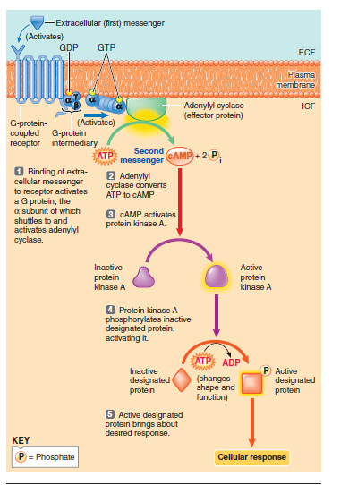 <ul><li><p class=""><strong>Hormonet (first messenger)</strong> binder til en specifik receptor.</p></li><li><p class="">Dette <strong>aktiverer G-proteinet</strong>, som består af tre subunits (α, β, γ). GDP udskiftes med GTP, og α-subunit aktiveres.</p></li><li><p class="">Den aktive α-subunit <strong>aktiverer enzymet adenylyl cyclase</strong>, som er et effektorprotein i membranen.</p></li><li><p class=""><strong>Adenylyl cyclase omdanner ATP til cAMP</strong> (second messenger).</p></li><li><p class=""><strong>cAMP aktiverer protein kinase A (PKA)</strong>.</p></li><li><p class="">PKA <strong>fosforylerer (tilføjer fosfat til)</strong> bestemte intracellulære proteiner → ændrer deres form og funktion → <strong>cellulært respons</strong>.</p></li></ul><p></p><p></p>