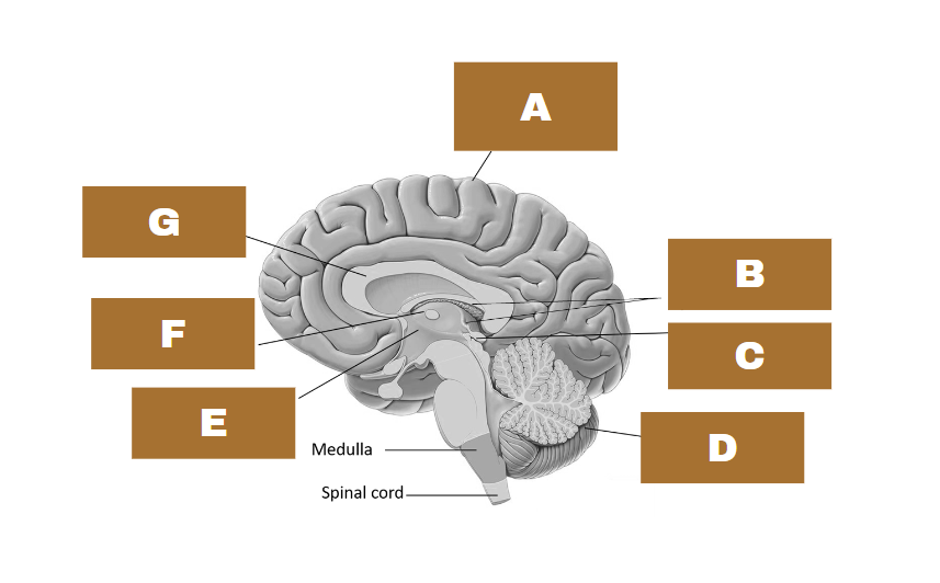 <p>WHAT IS E?</p>