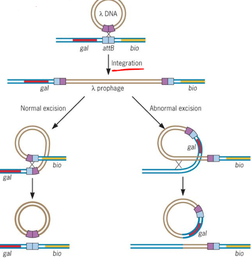 <p><span>λ phage integrates into </span>attB<span> sites in </span>E. coli<span>, near </span>gal<span> and </span>bio<span> genes. </span>Abnormal excision<span> can mistakenly include one of these genes in the phage genome.</span></p>