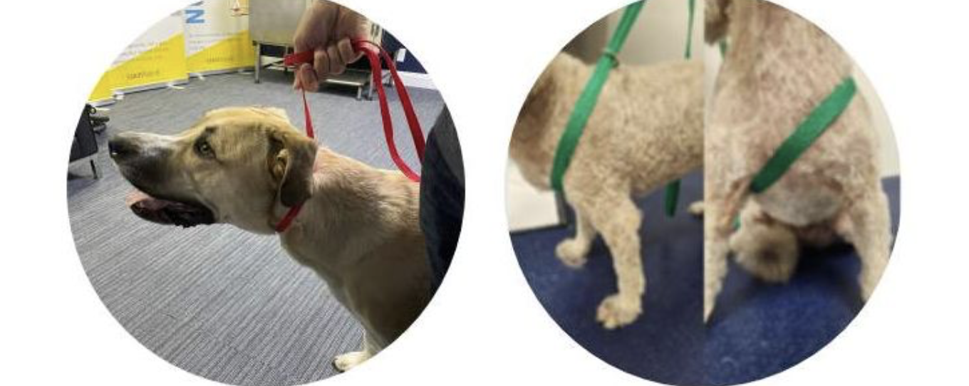 <p>What are the steps to properly used the lead?</p>