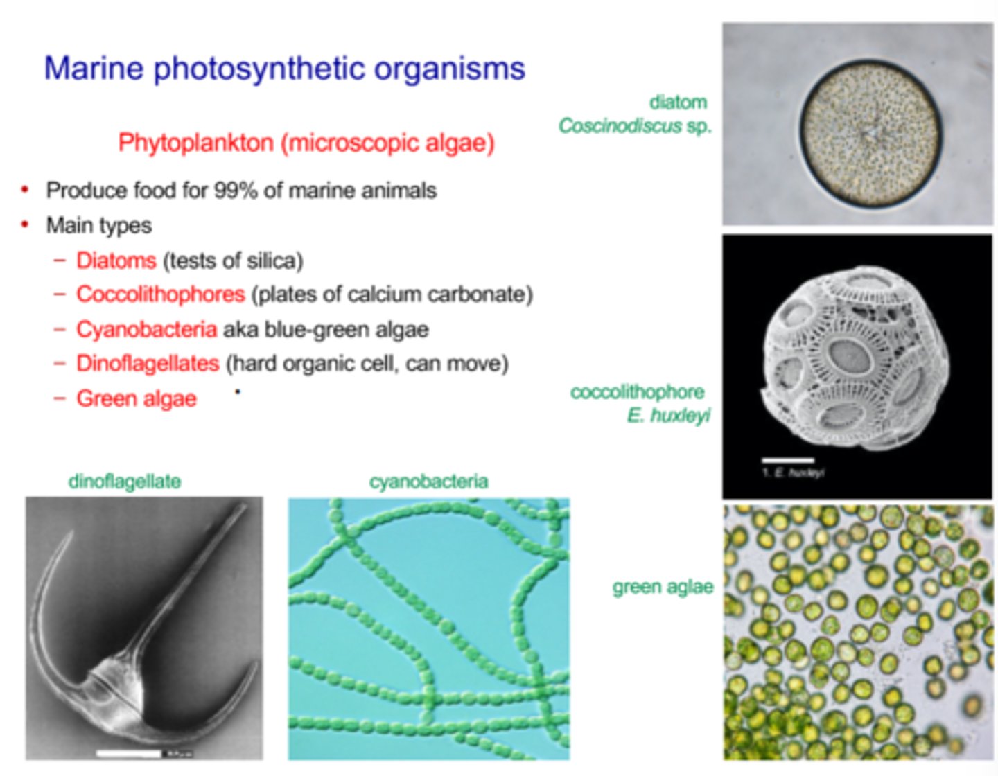 <p>- Microscopic marine photosynthetic organisms are very quantatively important, as they produce food for 99% of marine animals</p><p>- Diatoms:</p><p>- Single-celled algae with a glass-hard frustule ("glass coating") made of silica</p><p>- Can be round or pennate shaped</p><p>- They often spread by budding, wherein they split into multiple cells but do not let go of each other, creatign big long chains/mats that float int he ocean</p><p>- The hard parts of coolithophores and diatoms sink to the saefloor and accumulate</p><p>- Coccolithophores:</p><p>- Single-celled algae covered in small circles called coccolithes, which are plates made of calcium carbonate</p><p>- Very prolific, making them important primary producers</p><p>- The hard parts of coolithophores and diatoms sink to the saefloor and accumulate</p><p>- Cyanobacteria:</p><p>- Also called Blue-Green algae</p><p>- Divided and attach to one another, like Diatoms</p><p>- Includes hair green algaes</p><p>- Have cellulose (like green algae)</p><p>- Dinoflagellates:</p><p>- An unsuaul organism that is single celled and photosynthesis, but also uses a protien-like hair/fiber that they wiggle to move</p><p>- Have two hair/flagella, one is horizontal across the crossection and the other which sticks out the back</p><p>- Have complex protiens that are resistant to breaking down</p><p>- Green Algae:</p>