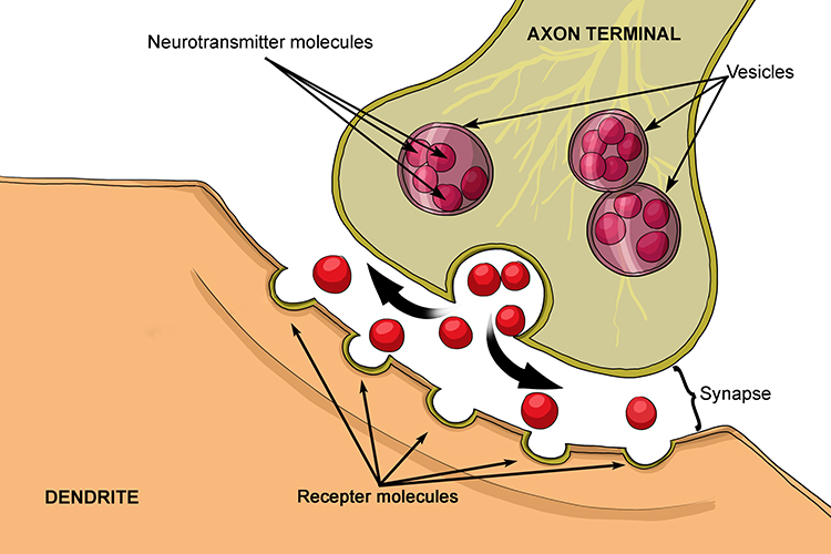 <p>what do <strong>vesicles</strong> do (in the synaptic cleft)? </p>