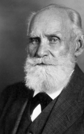 **CLASSICAL** CONDITIONING Theory → Created by **Ivan Pavlov**, a Russian Scientist 

*According to Pavlov…*

* The environment shapes behaviour
* His theory is depicted by a dog, a bell and food

because he disovered this theory by observing his

dog → first thing you want to do with a dog is train them

* According Pavlov, you can teach anybody

anything with his theory on *classical conditioning*