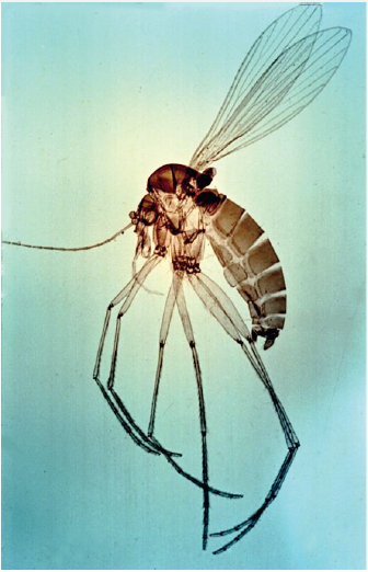 <p>Name this fly</p>