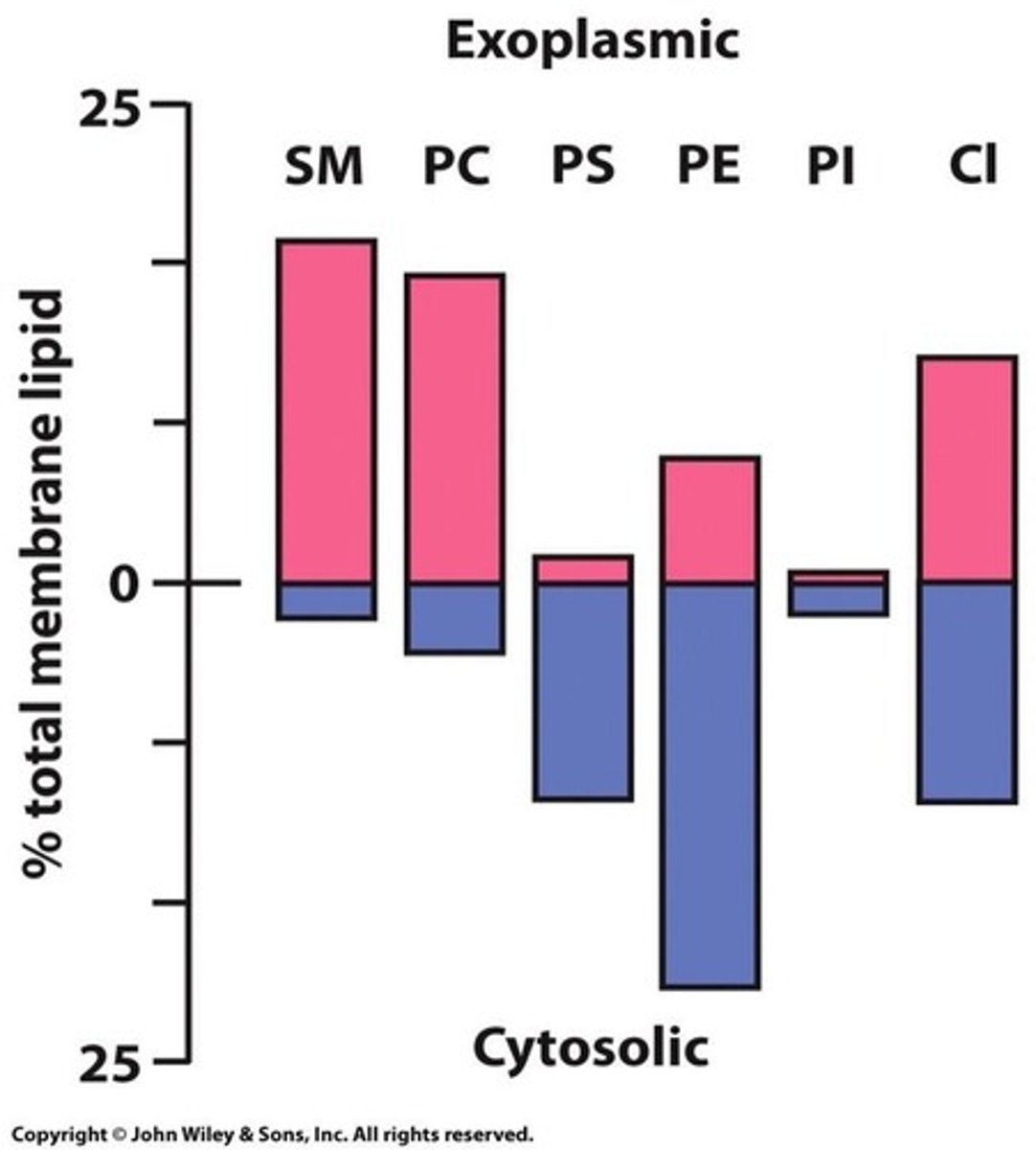 <p>Different lipid compositions in inner and outer leaflets.</p>