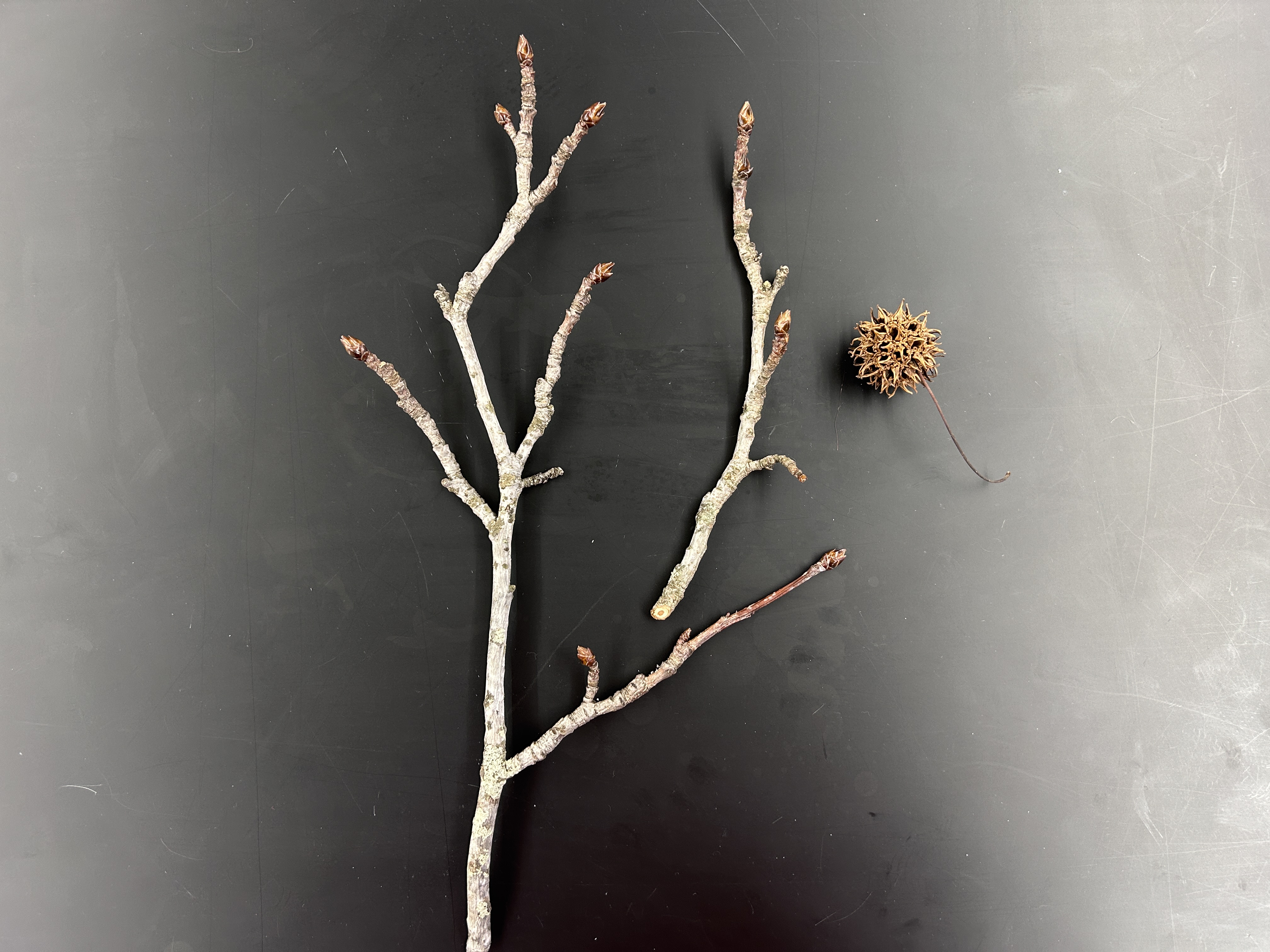 <p>What tree is this </p>