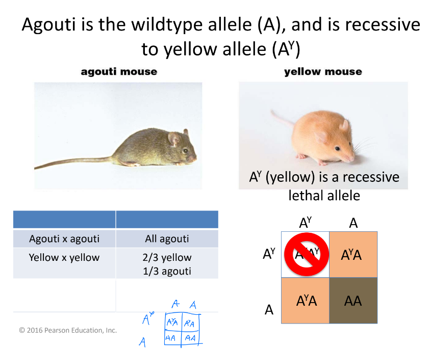 In a heterozygous cross between AyA mice, AyAy is lethal. Special ratio of 1/3 yellow, 2/3 Agouti