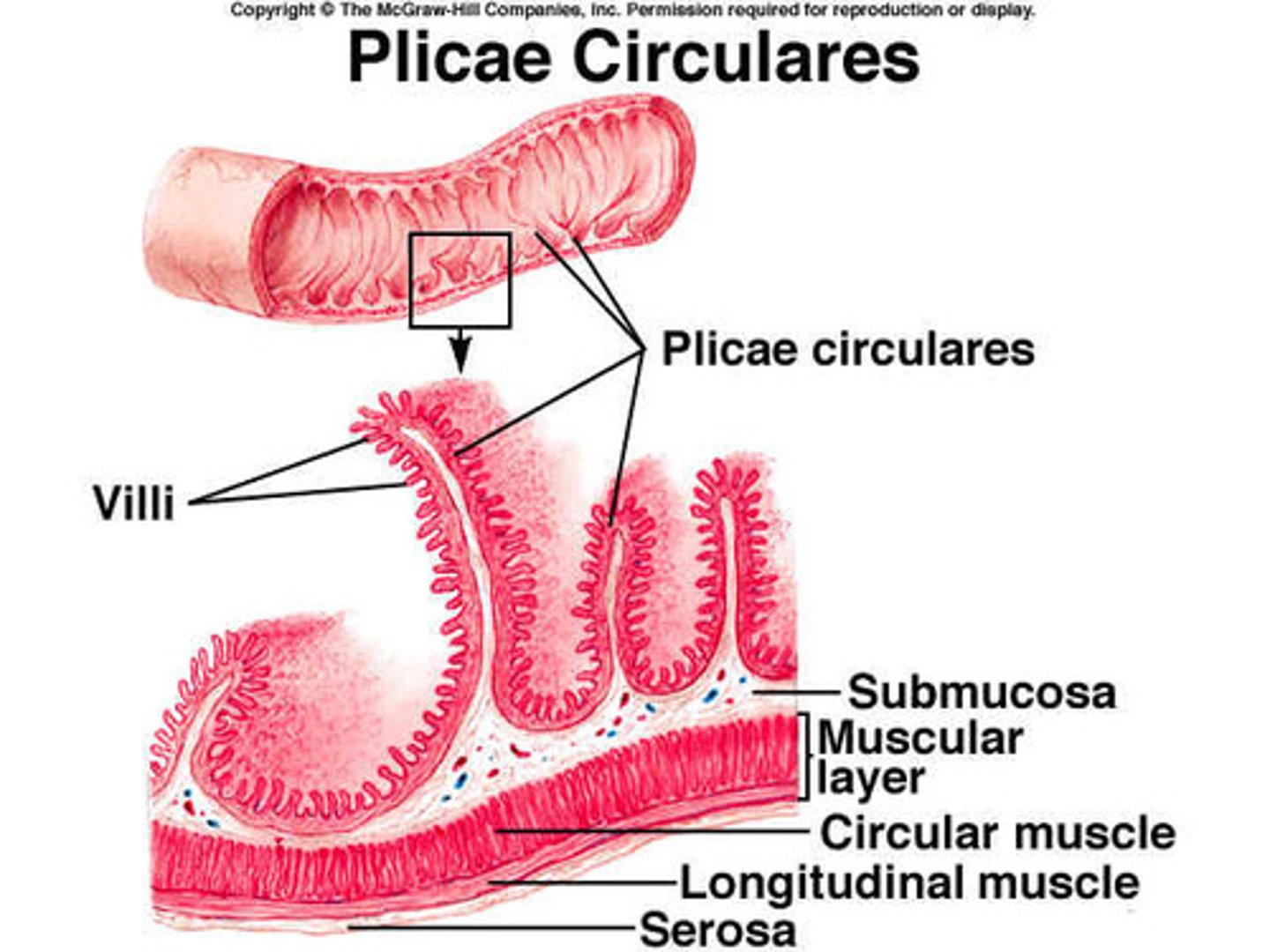 <p>- Plicae circulares</p><p>- Villi</p>