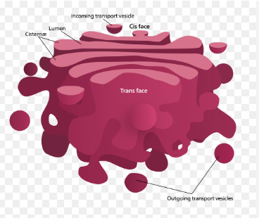 <p>-modify,sort, and package proteins and other materials from the ER</p><p>-Materials will either be stored or exported out of the cell</p><p></p>