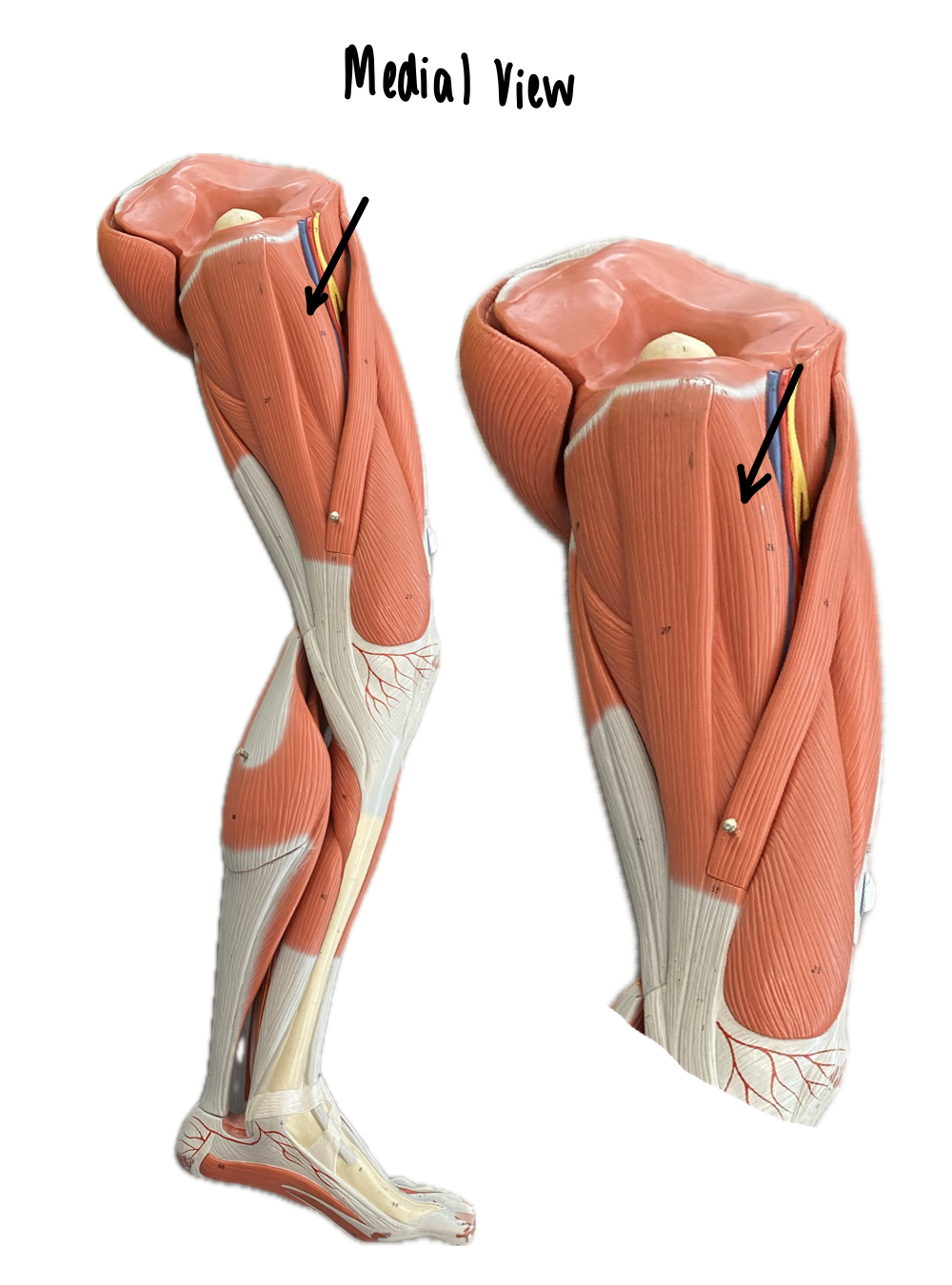 knowt flashcard image
