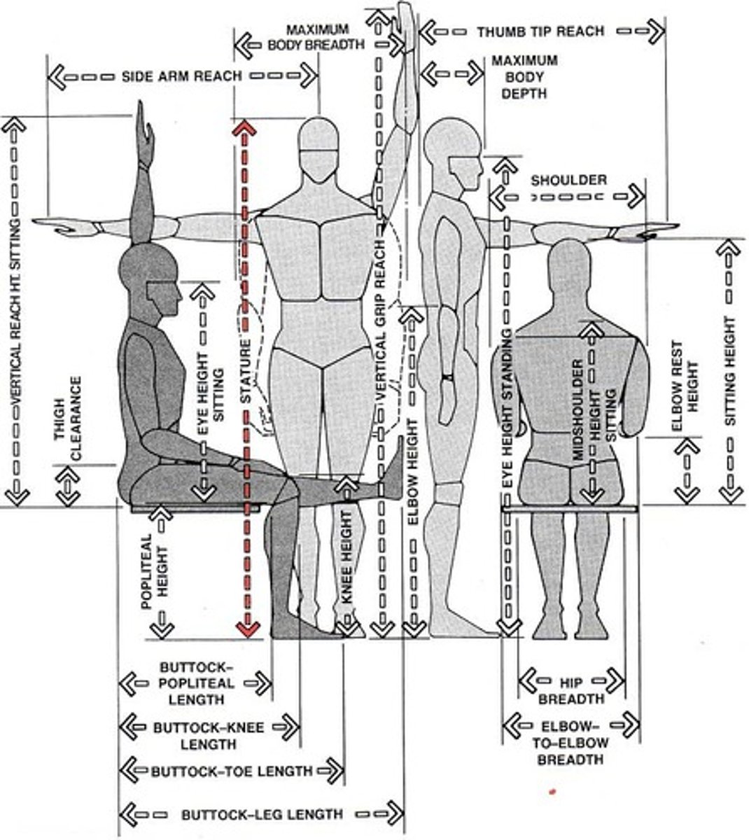 <p>The aspect of ergonomics that deals with body measurements, particularly those of size, strength and physical capacity.</p>