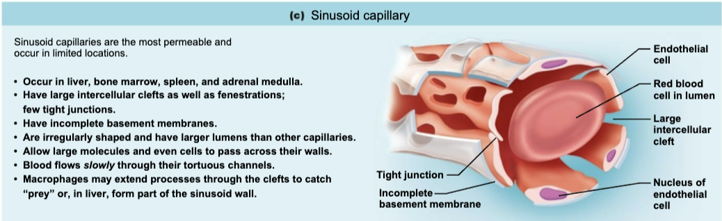 <ul><li><p><span style="color: blue;"><strong>LOCATION</strong></span></p><ul><li><p>Found ONLY in the <span style="color: purple;"><strong><mark data-color="purple" style="background-color: purple; color: inherit;">liver, bone marrow, spleen, </mark></strong></span><span style="color: rgb(0, 0, 0);"><mark data-color="purple" style="background-color: purple; color: inherit;">and</mark></span><span style="color: purple;"><strong><mark data-color="purple" style="background-color: purple; color: inherit;"> adrenal medulla </mark></strong></span></p></li><li><p><strong><em>Fewer</em> </strong><span style="color: purple;"><strong>tight junctions</strong></span> (usually fenestrated with larger inerceullar clefts</p></li><li><p><strong><em>Incomplete</em></strong> <span style="color: purple;"><strong>basement membranes</strong></span> </p></li><li><p>Usually have <strong><em>larger</em></strong> <span style="color: purple;"><strong>lumens</strong></span> </p></li></ul></li><li><p><span style="color: red;"><strong>FUNCTION</strong></span></p><ul><li><p>Blood flow is sluggish → allows time for modification of large molecules and blood cells that pass between blood and tissue </p></li><li><p>Contain macrophages in lining to capture and destroy foreign invaders </p></li></ul></li></ul><p></p>