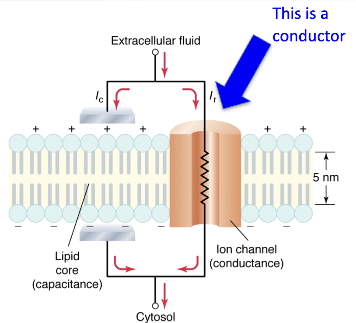 <ul><li><p>Channels allow <strong>specific ions</strong> to pass → act as <strong>conductors</strong></p></li><li><p>Ion channels have <strong>resistance</strong> (more than ECF/ICF) → can act as resistors</p><ul><li><p>For neuron activity, important to consider resistance of <strong>intracellular environment</strong></p></li></ul></li><li><p><strong>Ionic conductance</strong> depends on number of <strong>open channels</strong></p></li><li><p>Together with capacitance → determines electrical activity</p></li></ul><p></p>