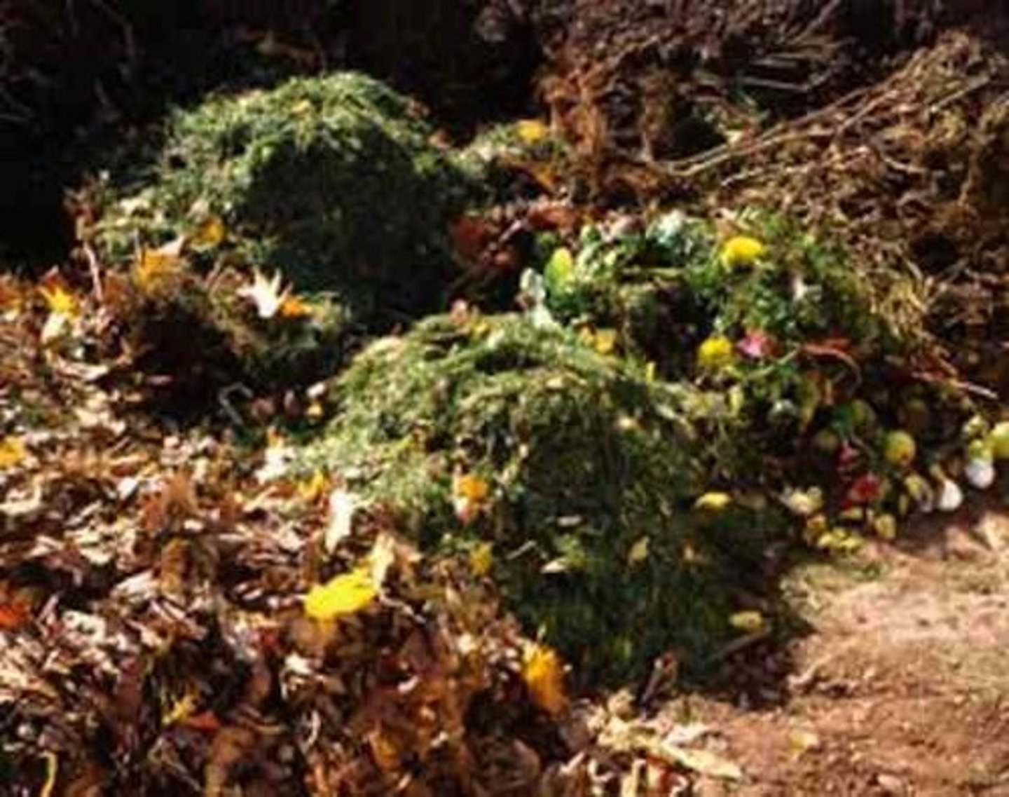 <p>Fertilizer composed of organic matter from plants and animals.</p>