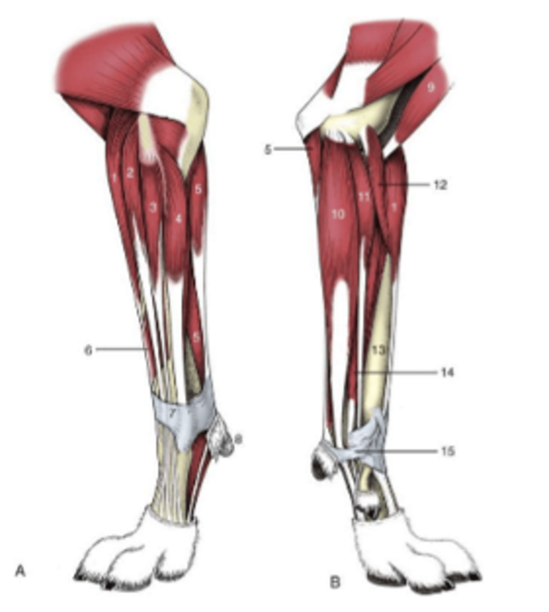 <p>ligaments</p>