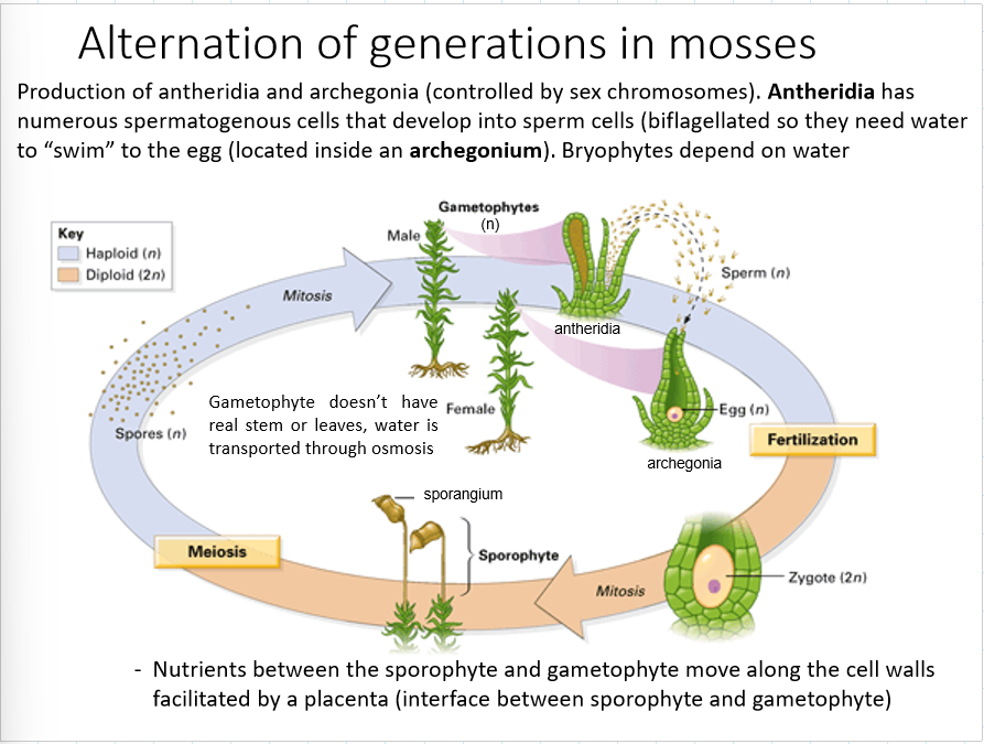 <p>Antheridia has numerous spermatogenous cells that develop into sperm cells. Biflagellate so they need water to swim to the egg (located inside the archegonium).</p><p>nutrients between the sporophyte and gametophyte move along the cell walls using a placenta</p>