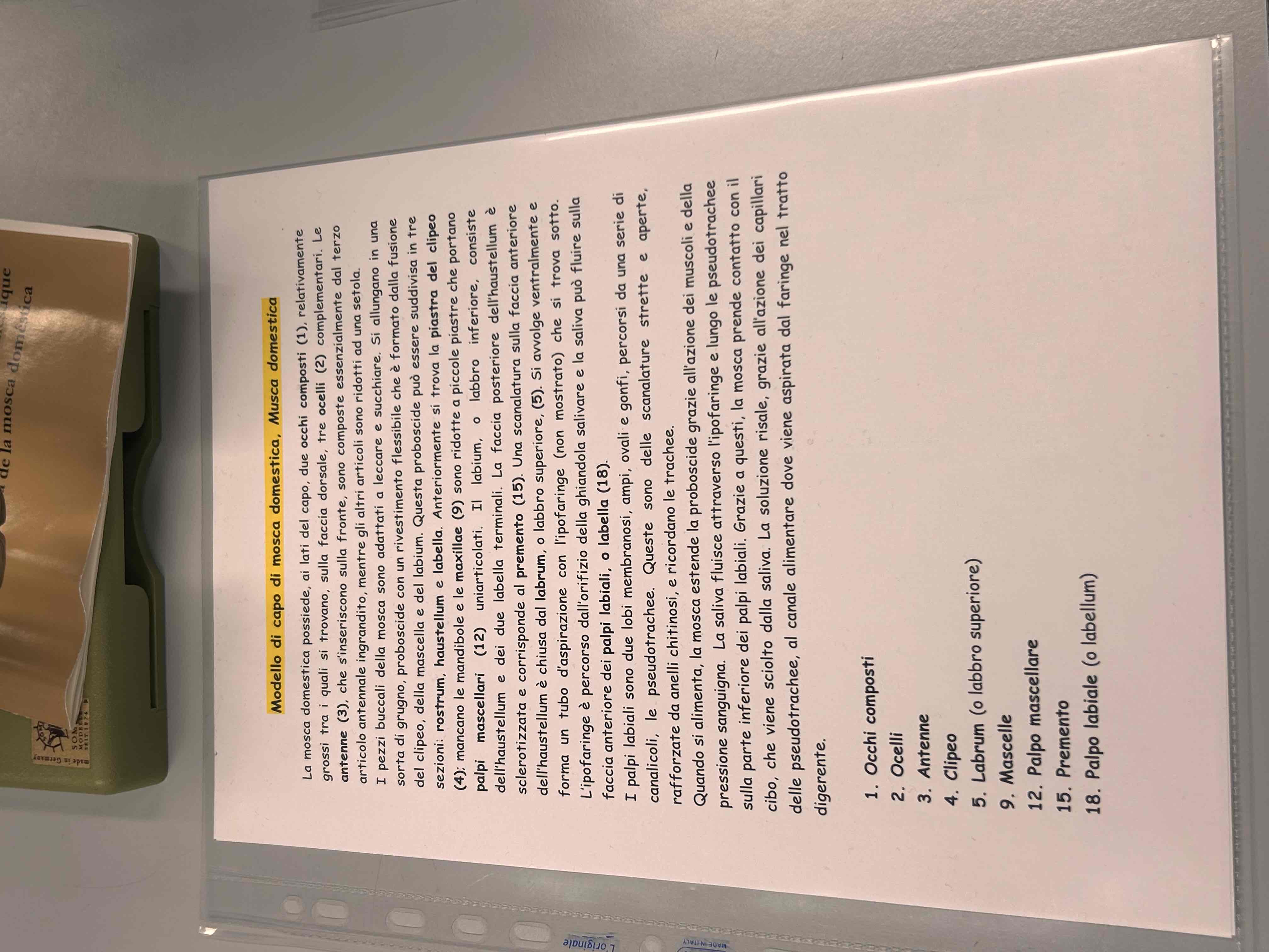 <p>(Modello mosca domestica)</p>