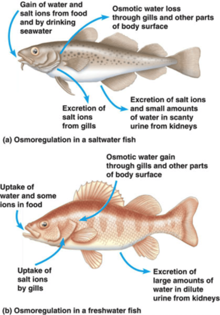 <p>Osmoconformers: consisting of some marine animals, are isoosmotic with their surroundings and do not regulate their osmolarity</p><p>Osmoregulators: expend energy to control water uptake and loss in a hyperosmotic or hypoosmotic environment</p>